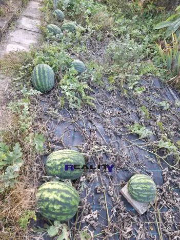 Prodej zahrady, Podbořany, Sídliště Míru, 241 m2