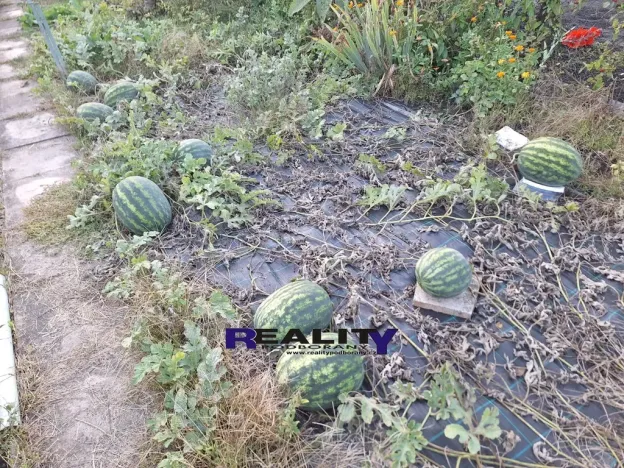 Prodej zahrady, Podbořany, Sídliště Míru, 241 m2