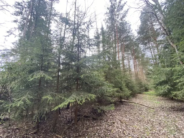 Prodej pozemku, Volfířov - Brandlín, 5958 m2