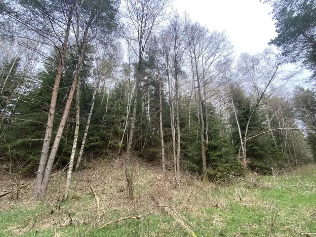 Prodej pozemku, Volfířov - Brandlín, 5958 m2