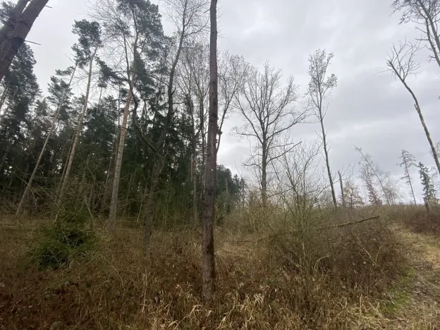 Prodej lesa, Blížejov - Lštění, 7793 m2