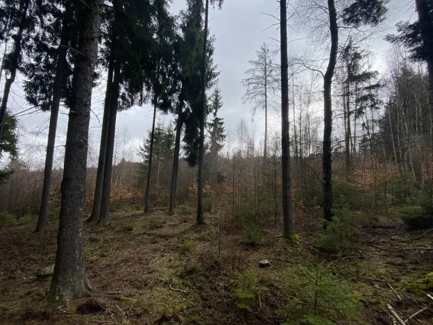 Prodej lesa, Kolinec - Buršice, 3423 m2