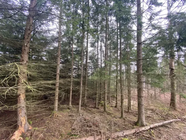 Prodej lesa, Kolinec - Buršice, 5195 m2