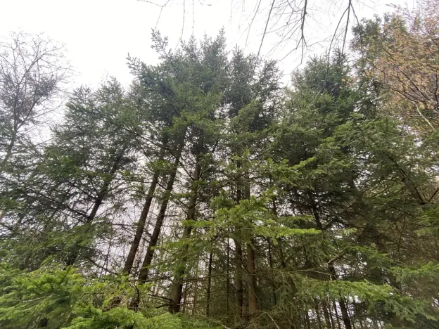 Prodej lesa, Kolinec - Buršice, 5195 m2