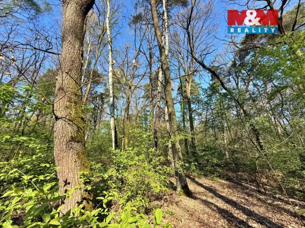 Prodej lesa, Sadská, 1964 m2