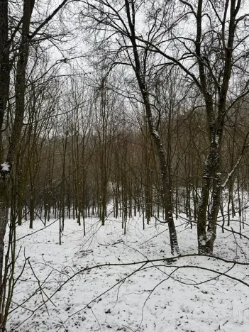 Prodej lesa, Chotiměř, 26763 m2