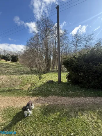 Prodej lesa, Výprachtice, 1892 m2