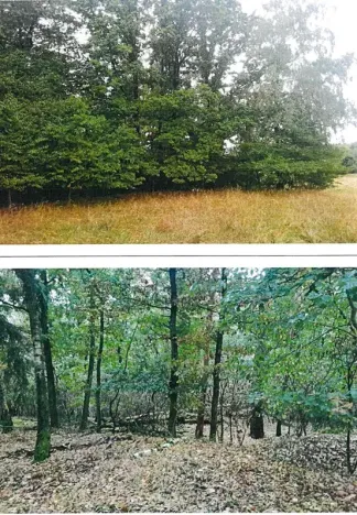 Prodej lesa, Okrouhlá Radouň, 2772 m2