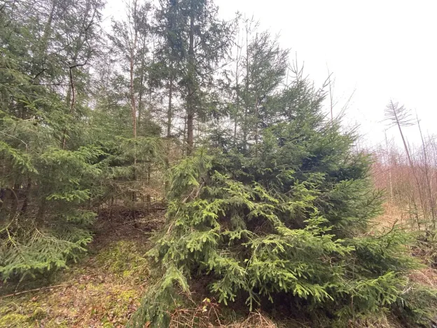 Prodej lesa, Kolinec - Buršice, 5195 m2