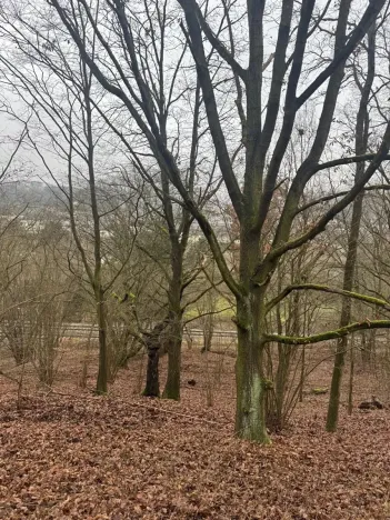 Prodej lesa, Ústí nad Labem, 41840 m2