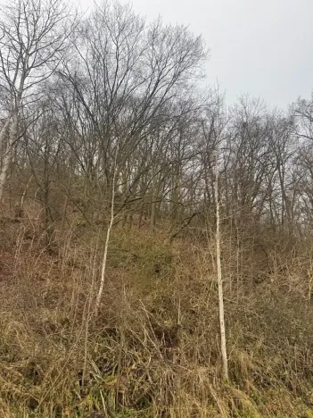 Prodej lesa, Ústí nad Labem, 41840 m2