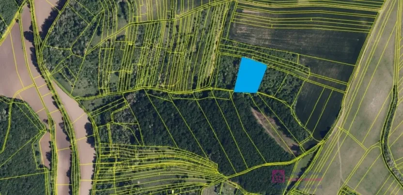 Prodej lesa, Klobouky u Brna, 4858 m2