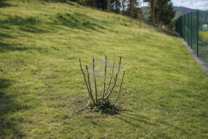 Prodej zahrady, Horní Bečva, 770 m2