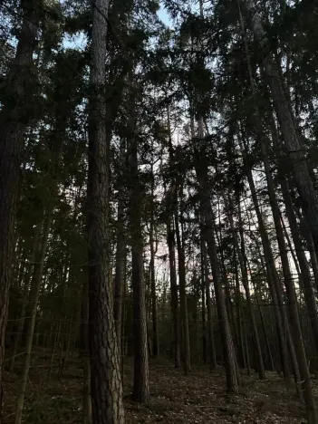 Prodej podílu lesa, Puclice, 12856 m2