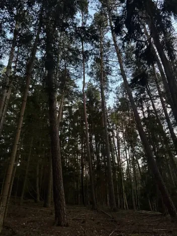 Prodej podílu lesa, Puclice, 12856 m2