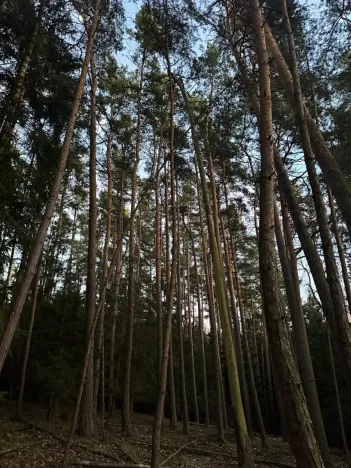 Prodej podílu lesa, Puclice, 12856 m2