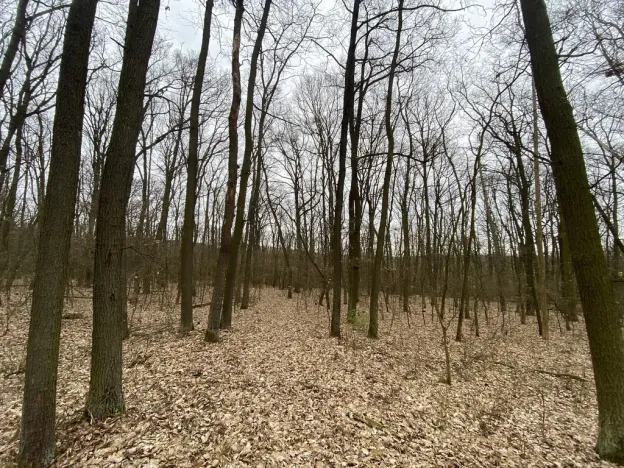 Prodej lesa, Silůvky, 2829 m2