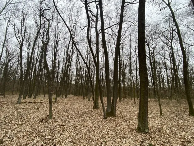 Prodej lesa, Silůvky, 2829 m2