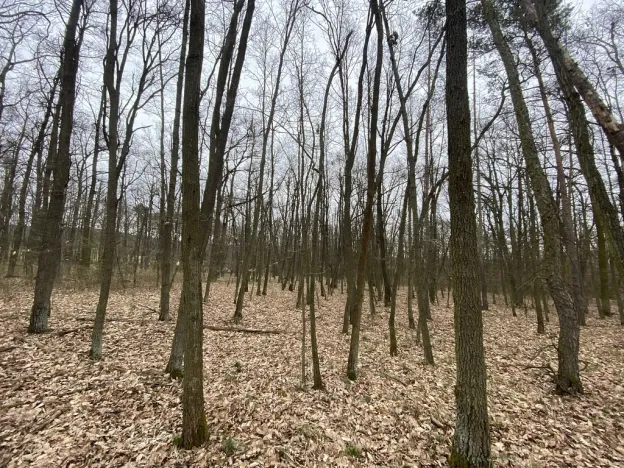 Prodej lesa, Silůvky, 2829 m2