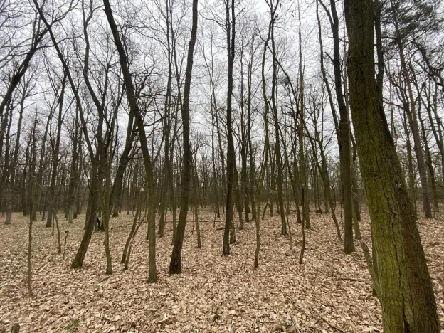 Prodej lesa, Silůvky, 2829 m2