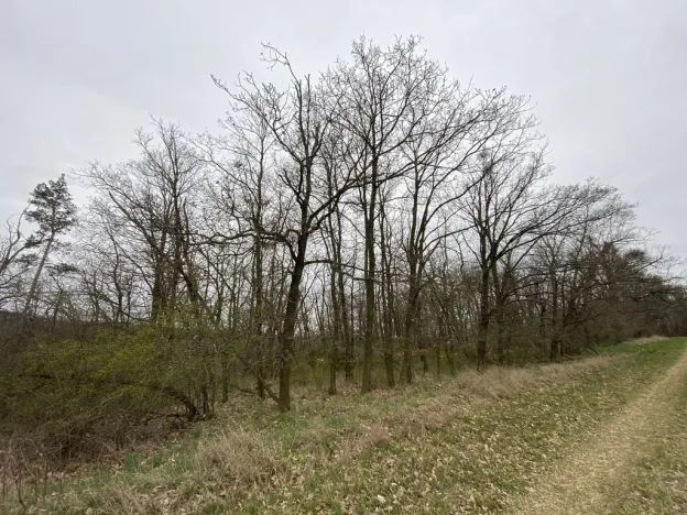 Prodej lesa, Silůvky, 375 m2