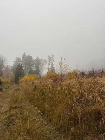 Prodej lesa, Úboč, 13538 m2