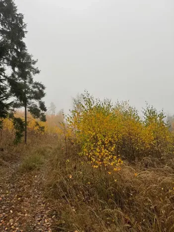 Prodej lesa, Úboč, 13538 m2