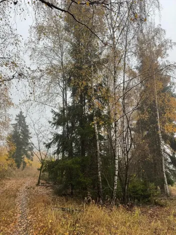 Prodej lesa, Úboč, 13538 m2