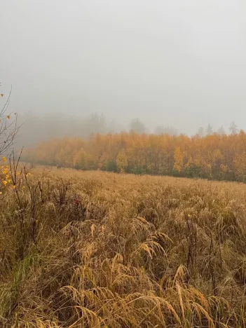 Prodej lesa, Úboč, 13538 m2