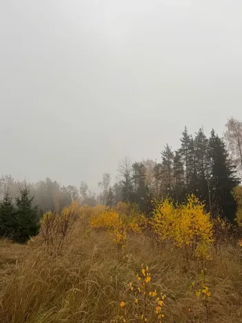 Prodej lesa, Úboč, 13538 m2