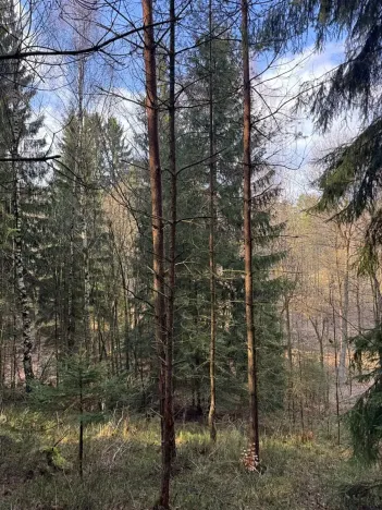 Prodej lesa, Český Dub, 17551 m2