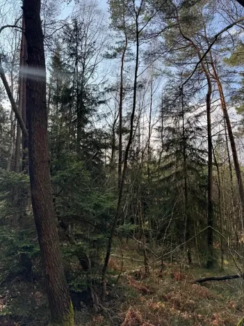 Prodej lesa, Český Dub, 17551 m2