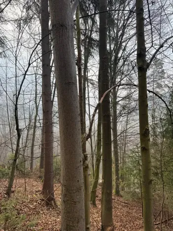 Prodej podílu lesa, Malá Bystřice, 5829 m2