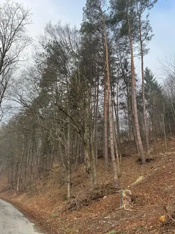 Prodej podílu lesa, Malá Bystřice, 5829 m2