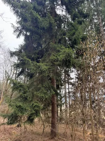 Prodej pole, Hlavňovice, 11738 m2