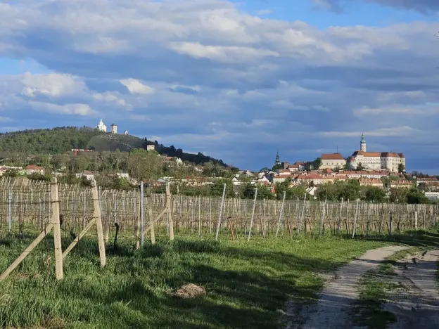 Prodej sadu/vinice, Mikulov, Nová, 4809 m2