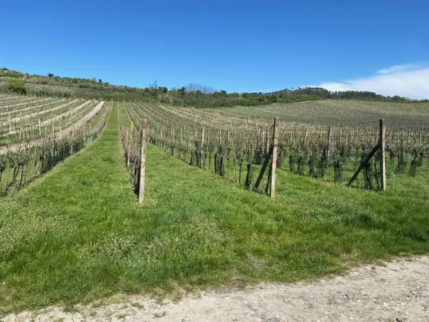 Prodej sadu/vinice, Mikulov, Nová, 4809 m2