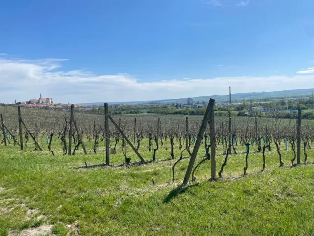 Prodej sadu/vinice, Mikulov, Nová, 4809 m2