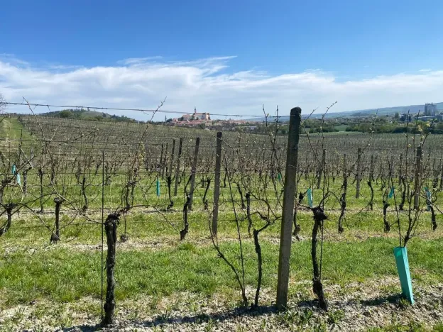 Prodej sadu/vinice, Mikulov, Nová, 4809 m2