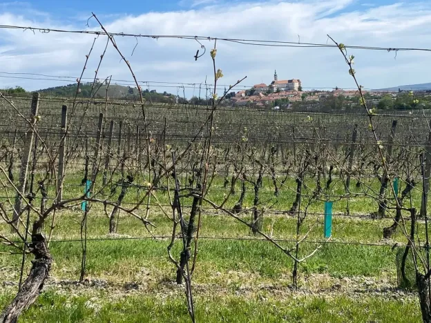 Prodej sadu/vinice, Mikulov, Nová, 4809 m2