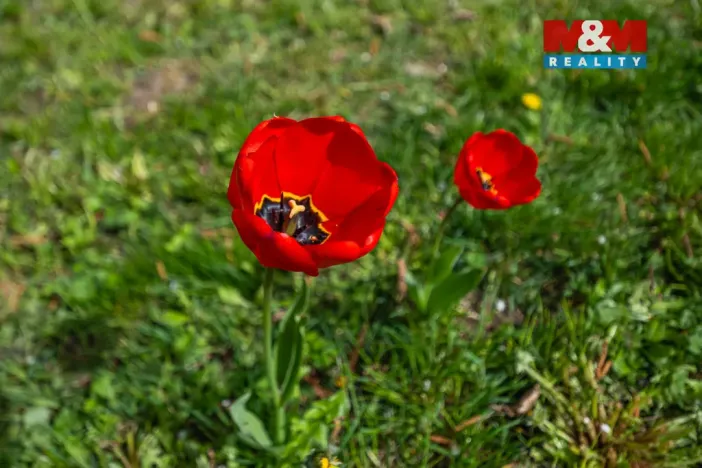 Prodej zahrady, Chomutov, 351 m2