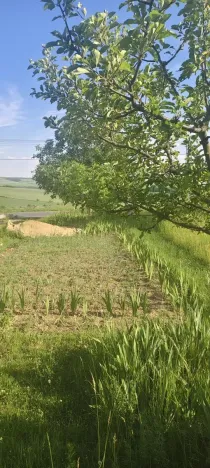Prodej pozemku pro bydlení, Viničné Šumice, 2431 m2