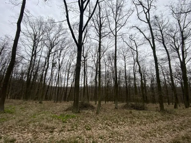 Prodej lesa, Silůvky, 3896 m2