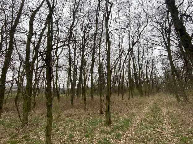 Prodej lesa, Silůvky, 3896 m2