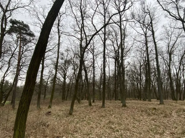 Prodej lesa, Silůvky, 3896 m2