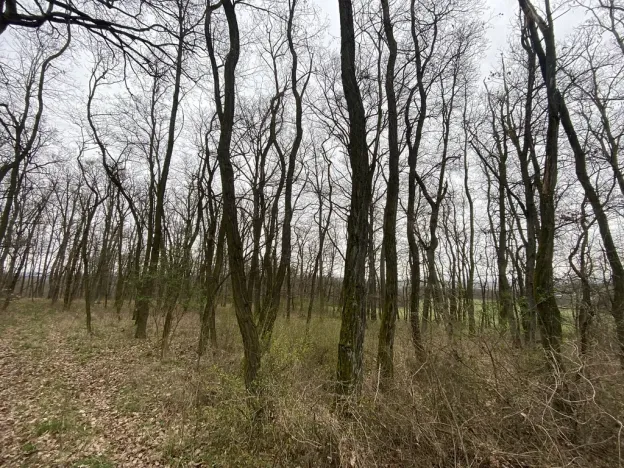 Prodej lesa, Silůvky, 3896 m2