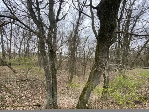 Prodej lesa, Silůvky, 462 m2