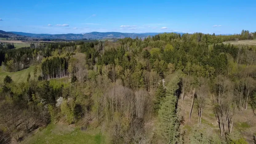 Prodej lesa, Loužnice, 5723 m2