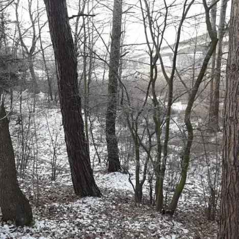 Prodej lesa, Řípec, 27546 m2