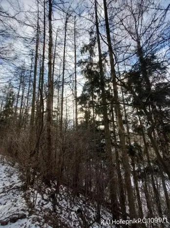 Prodej lesa, Hořepník, 10345 m2
